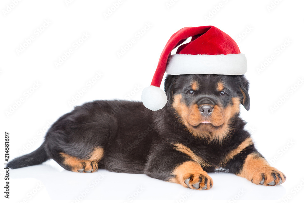 Little rottweiler puppy in red christmas hat lying with gift box. Isolated on white background Little rottweiler puppy in red christmas hat lying with gift box. Isolated on white background