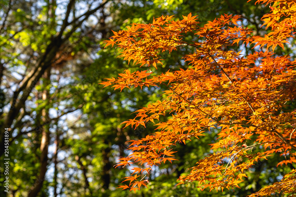 Autumn landscape. Autumn tree leaves sky background.