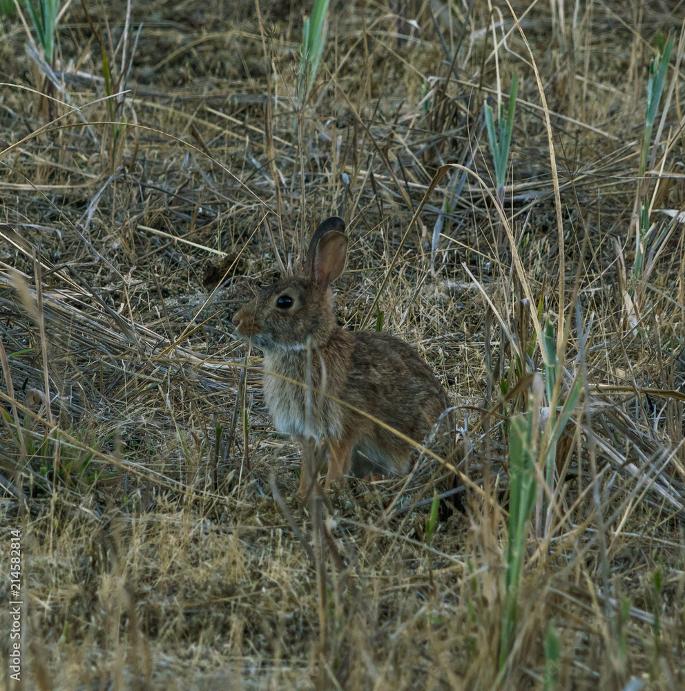Little rabbit on green grass in summer day Little rabbit on green grass in summer day
