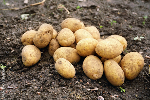A pile of tubers of beautiful young potatoes on the ground close-up.