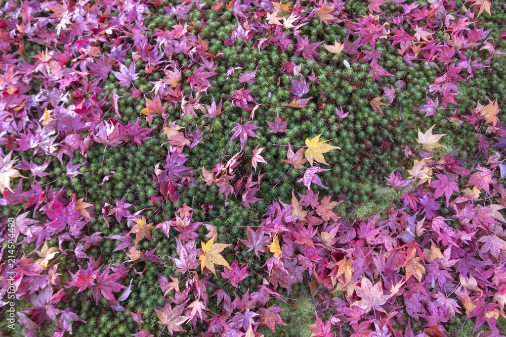 Obraz premium Colorful maple autumn leaves with green moss background.