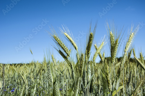 Ripening ears of green triticale