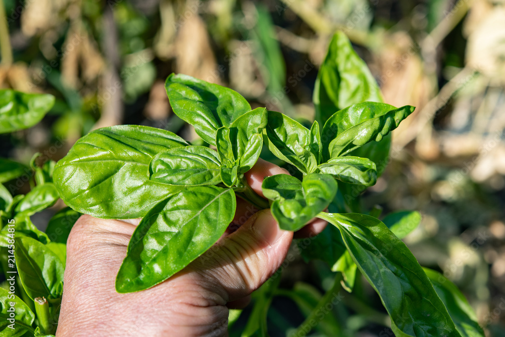 Directly above human hand hanging basil plant