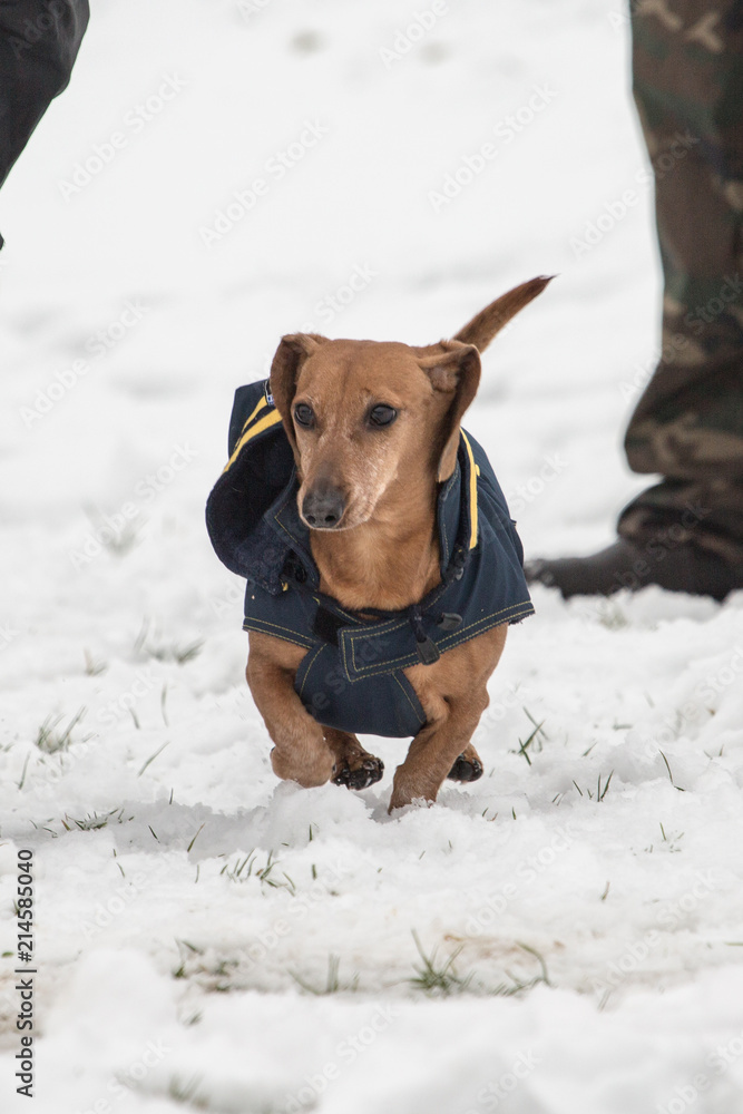 Portrait of a teckel dog living in Belgium Portrait of a teckel dog living in Belgium