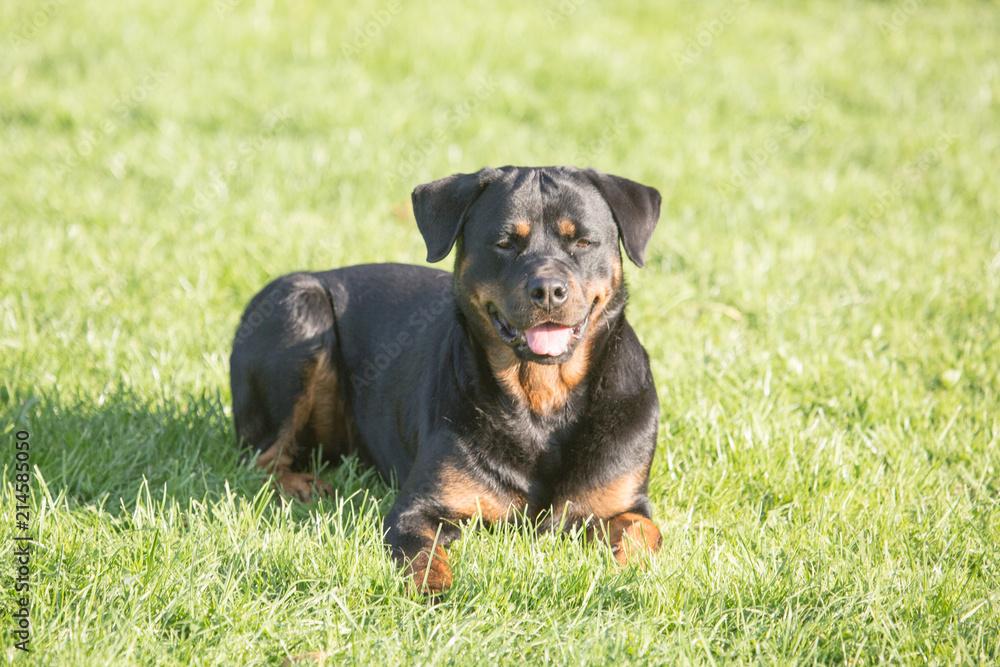 Portrait of a rootweiler dog living in Belgium