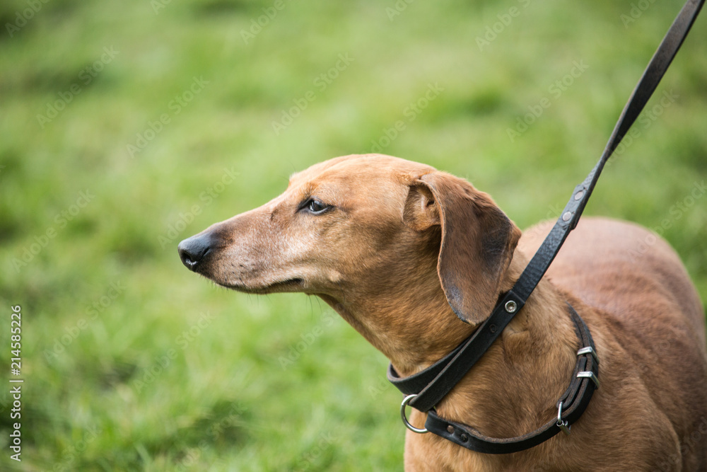 Portrait of a teckel dog living in Belgium