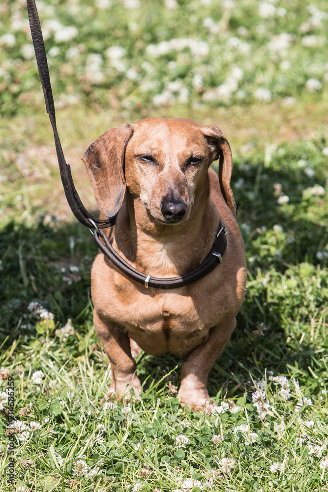 Portrait of a teckel dog living in Belgium