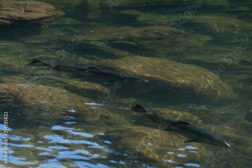 Large Spawned Salmon in river Vancouver Island, Canada.