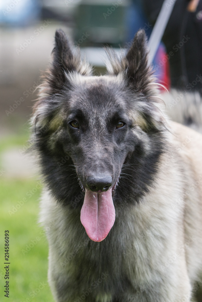 Portrait of a tervuren dog living in Belgium Portrait of a tervuren dog living in Belgium
