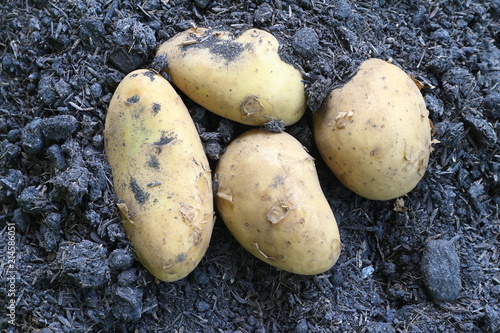 Fresh organic potatoes on soil.