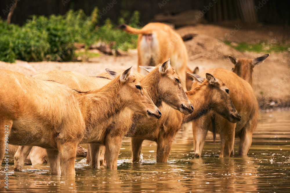 Fototapeta premium Pere David deers Austria Steiermark Herberstein Styria tourist destination Stubenberg am See