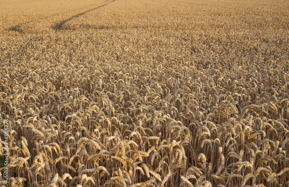 Wheat field in the evening light Wheat field in the evening light