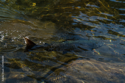 Large Spawned Salmon in river Vancouver Island, Canada.