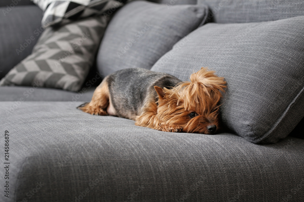 Cute funny dog on sofa at home Cute funny dog on sofa at home