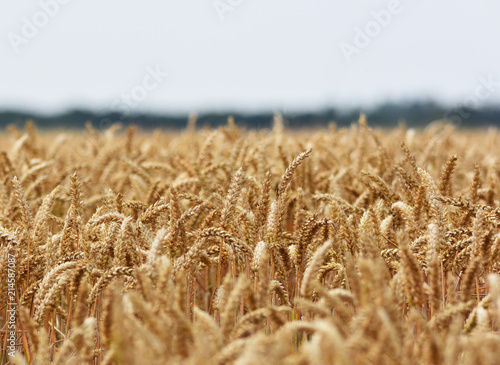 Arable Wheat Field