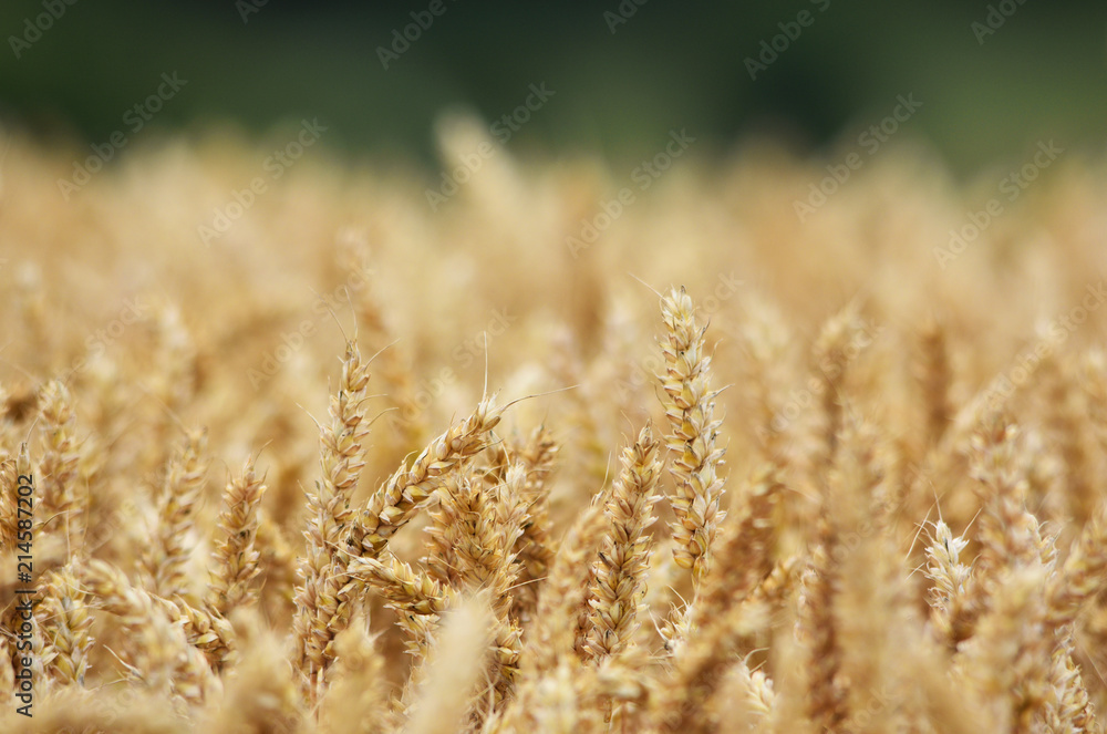 Fototapeta premium Wheat Crop