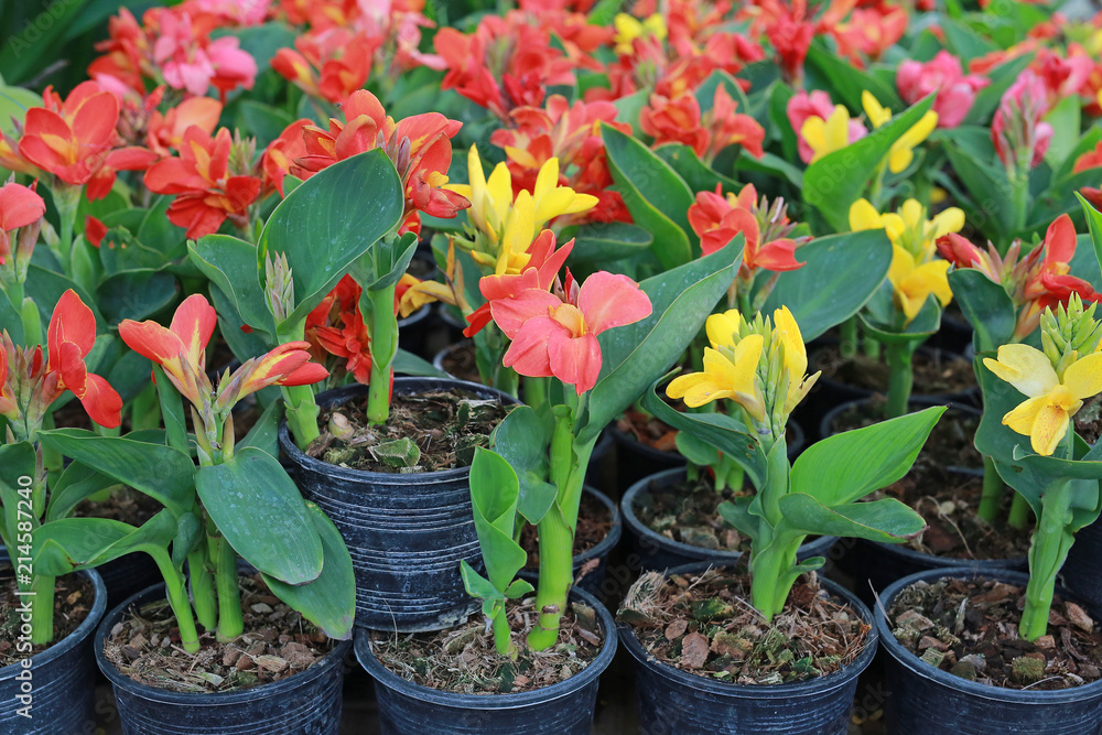 Canna lilly flowers in pot at the garden. Canna lilly flowers in pot at the garden.