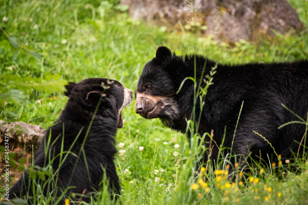 Black bears Austria Steiermark Herberstein Styria tourist destination Stubenberg am See Black bears Austria Steiermark Herberstein Styria tourist destination Stubenberg am See