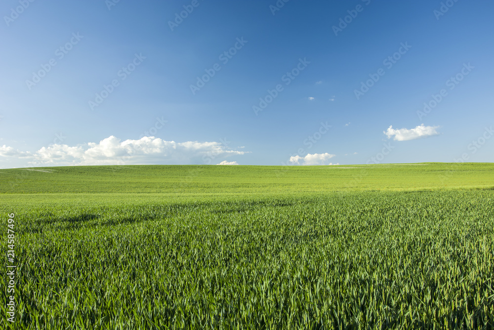 Green large hillside field and blue sky Green large hillside field and blue sky