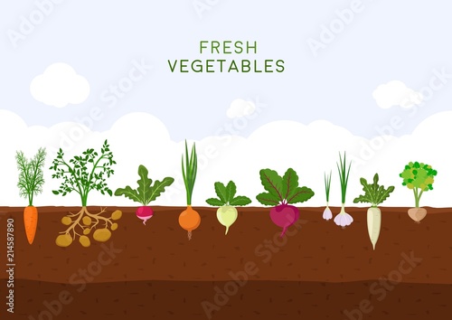 Fresh organic vegetable garden on blue sky background. Garden with different kind root veggies. Set vegetables plant growing underground: carrot, onion, potatoes, radish, daikon, beet, garlic, celery.