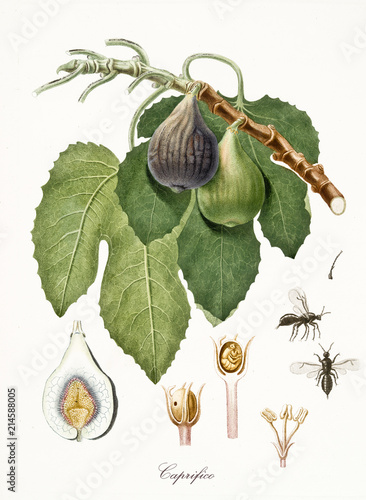 Old isolated botanical watercolor detailed illustration of fig, fig leaves and section. Fruit known also as Caprifico. By Giorgio Gallesio and collaborators publ. 1817 , 1839 Pisa Italy
