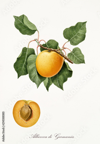 Apricot, also known as german apricot, apricot tree leaves, and apricot section with kernel isolated on white background. Old botanical illustration By Giorgio Gallesio publ. 1817, 1839 Pisa Italy.