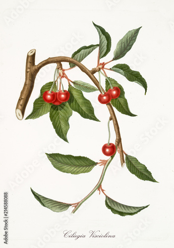 Red cherries, cherry tree leaves isolated on white background. Old botanical detailed watercolor illustration rich of gradients realized by Giorgio Gallesio publ. 1817, 1839 Pisa Italy.  photo