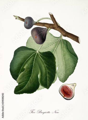 Black fig, also known as black brogiotto fig, fig tree leaves and fruit section isolated on white background. Old botanical detailed illustration by Giorgio Gallesio publ. 1817, 1839 Pisa Italy