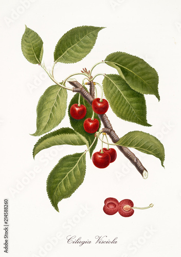 Red cherry, also known as Visciola cherry, cherry tree leaves and fruit section isolated on white background. Old botanical detailed illustration by Giorgio Gallesio publ. 1817, 1839 Pisa Italy photo
