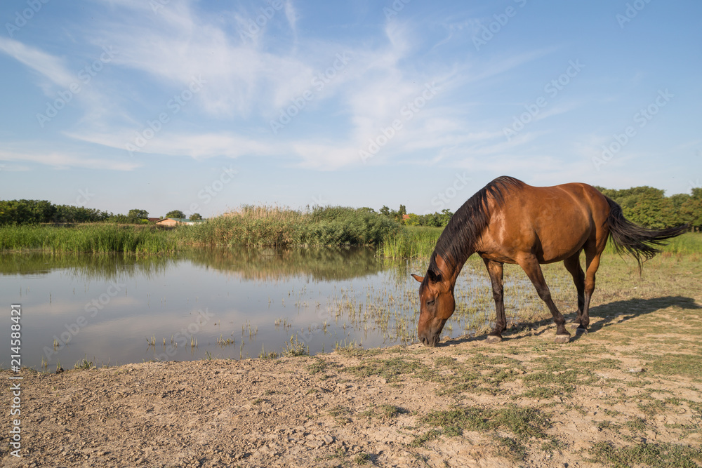 Horse on the meadow beside lake at animal shelter. Horse on the meadow beside lake at animal shelter.