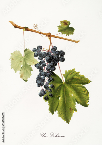 Isolated single branch of black grapes, called Colorino grapes, and vine leaf on white background. Old botanical illustration realized with a detailed watercolor by Giorgio Gallesio on 1817,1839 Italy photo