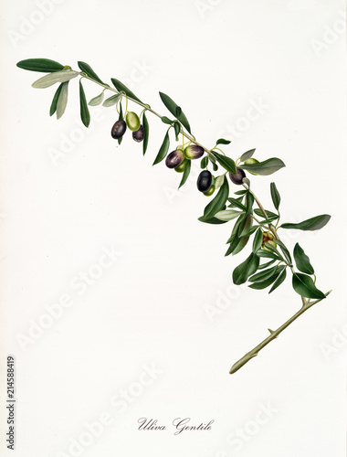 Isolated branch of olive tree, called Gentile olive, olive tree leaf on white background. Old botanical illustration realized with a detailed watercolor by Giorgio Gallesio on 1817,1839 Italy photo