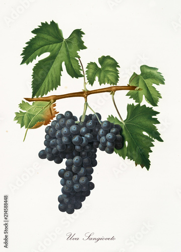 Isolated branch of black grapes, Sangioveto grapes, vine leaf on white background. Old botanical illustration realized with a detailed watercolor by Giorgio Gallesio on 1817,1839 Italy photo