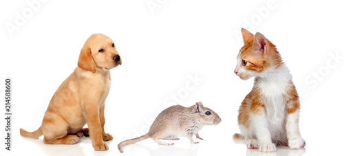 Dog, cat and mouse