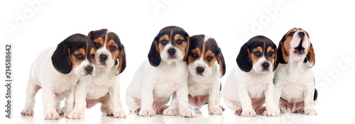 Photography Six beautiful beagle puppies