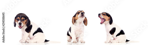 Photography Three beautiful beagle puppies