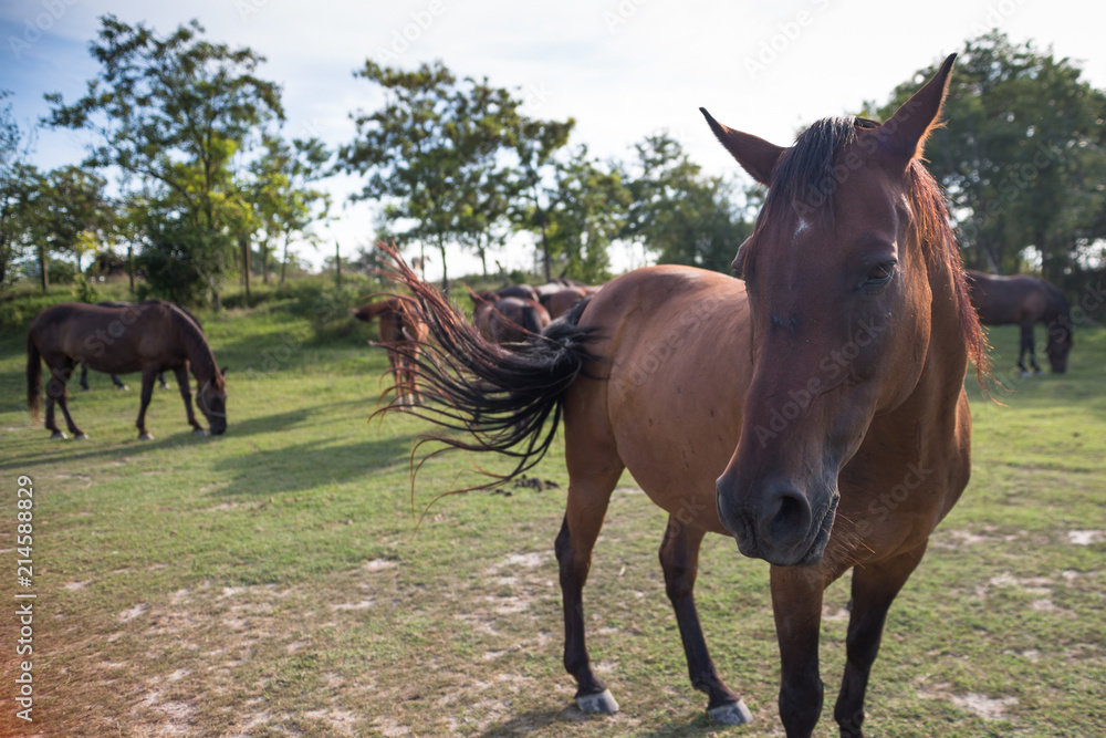 Obraz premium Horses on the meadow at animal shelter.