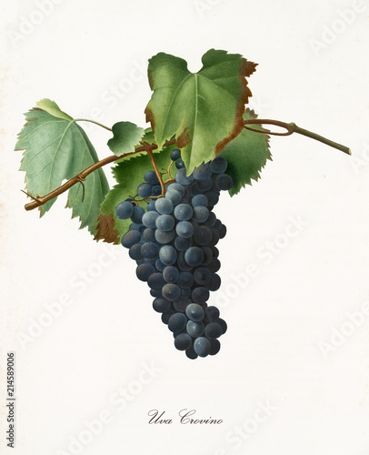Black grape hanging from part of vine branch with leaves. All the elements are isolated over white background. Old detailed botanical illustration by Giorgio Gallesio published in 1817, 1839