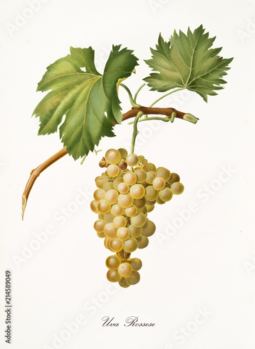 White grape hanging from part of vine branch with leaves. Elements are isolated over white background. Old detailed botanical illustration by Giorgio Gallesio published in 1817, 1839