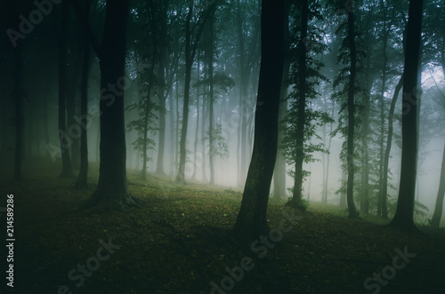 dark woods with fog and green trees