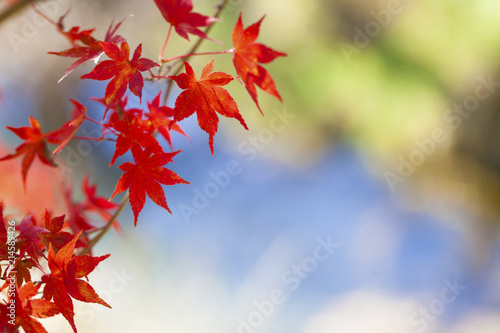 yellow autumn leaves very shallow focus.Red autumn leaves very shallow focus.in Japan,Copy space bokeh bacKground..