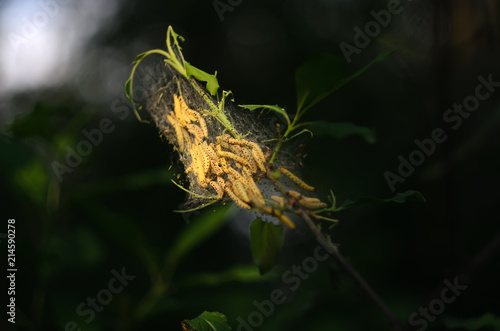 a nest with caterpillars in the sunlight, at the end of a branch with bitten green foliage. © Artem