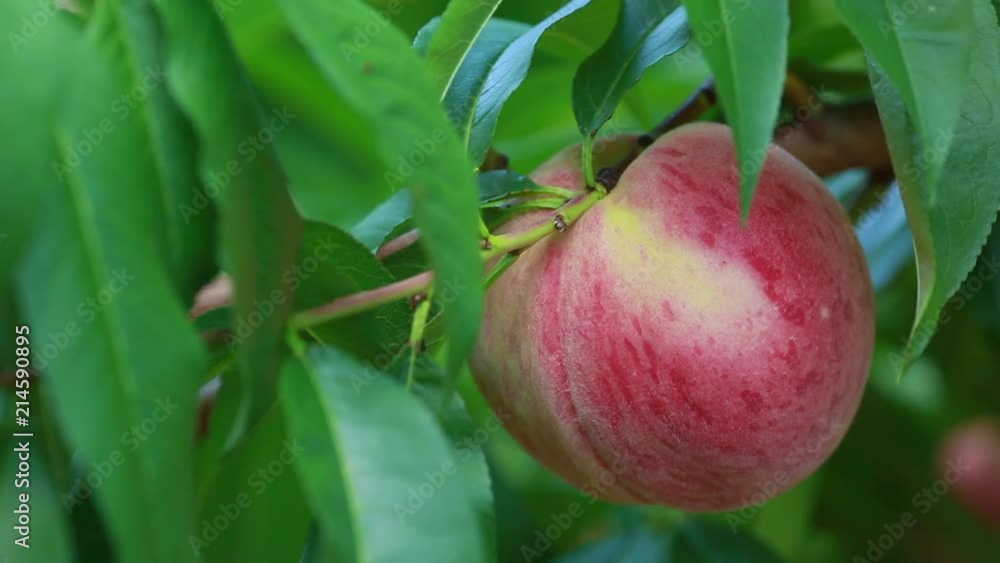 Harvest of peaches. Hand picked ripe peach from peaches tree.
Harvest of peaches. Hand picked ripe peach from peaches tree.