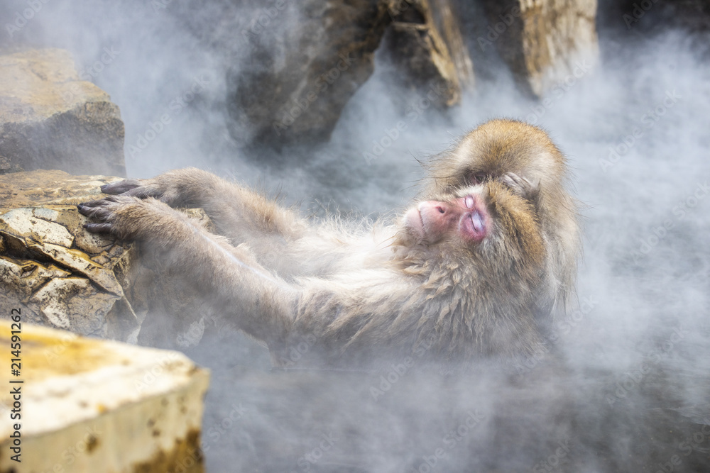 Obraz premium 極楽