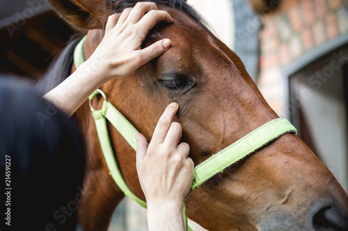 Vet checking horse's helth,eyes