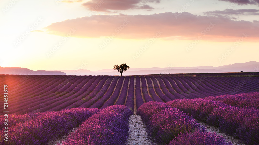 Obraz premium Piękny krajobraz lawendowi pola przy zmierzchem z dramatycznym niebem.