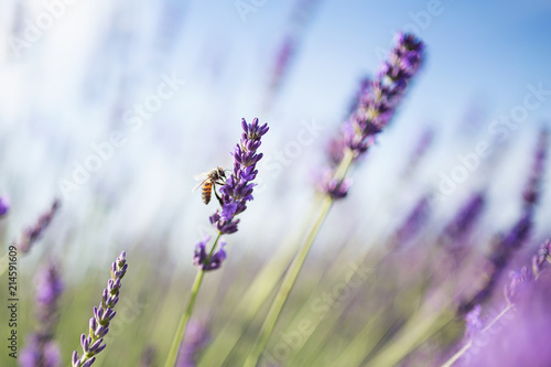 Fototapeta Naklejka Na Ścianę i Meble -  Beautiful landscape of lavender fields at sunset with dramatic sky.