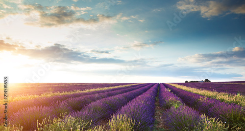 Beautiful landscape of lavender fields at sunset with dramatic sky.