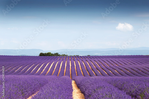 Fototapeta Naklejka Na Ścianę i Meble -  Beautiful landscape of lavender fields at sunset with dramatic sky.