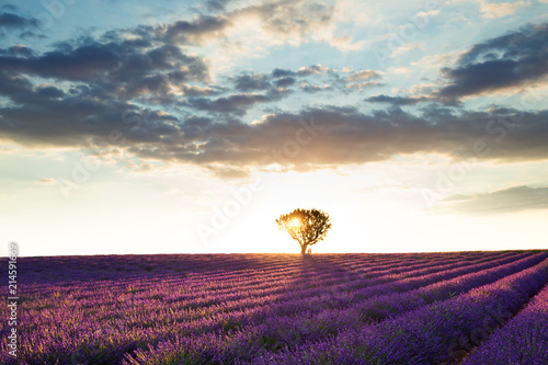 Fototapeta Naklejka Na Ścianę i Meble -  Beautiful landscape of lavender fields at sunset with dramatic sky.